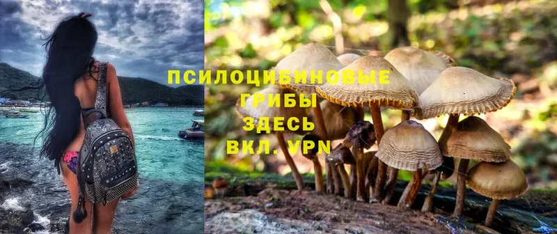 Псилоцибиновые грибы Psilocybe  Касимов 